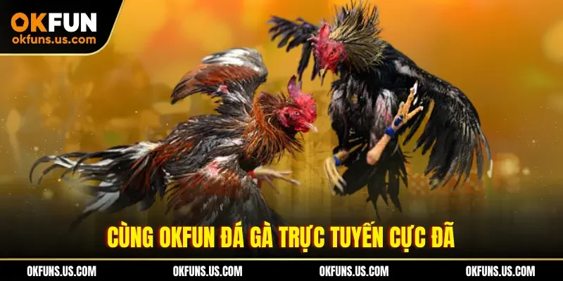 Cùng OKFUN đá gà trực tuyến cực đã