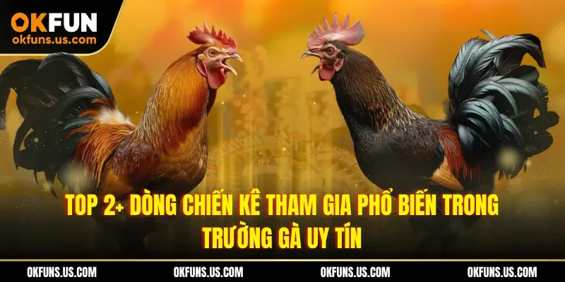 Top 2+ dòng chiến kê tham gia phổ biến trong trường gà uy tín