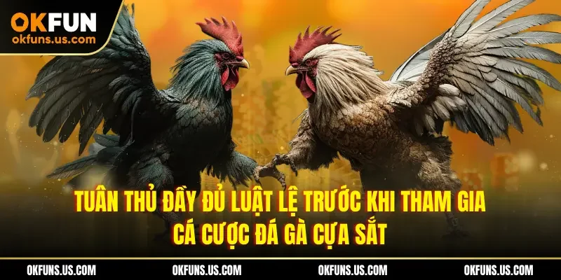 Tuân thủ đầy đủ luật lệ trước khi tham gia cá cược đá gà cựa sắt